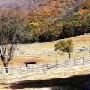 행진목장 이미지