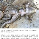 황소개구리가 두꺼비에게 죽는 이유 이미지