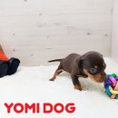 몽이 애견샵 이미지