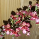 환타지아 이미지