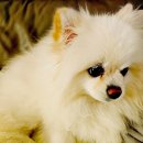 애옹애몽 이미지