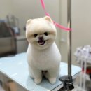 하트애견미용실 이미지