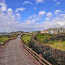 제주 월령리 선인장군락 이미지