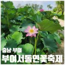 (주)인앤인디자인 | [충남 부여] 부여서동연꽃축제 실시간 어제 방문 후기, 스탬프투어/피자 만들기 /연꽃세컷/소품샵