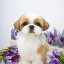 그루멍(groomung) 이미지