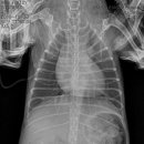 스마일동물병원 이미지