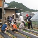 사체농장 이미지