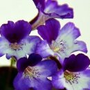 우드님프 이미지