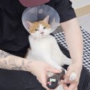 고양이 미용실 방울선생 이미지