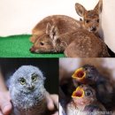 울산광역시야생동물구조관리센터 이미지