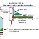 당원축적병 제3형 Glycogen storage disease type III 이미지