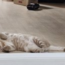 고수동물병원 이미지