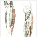 비골근[Peroneal Muscle] 이미지