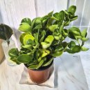 한정일 | 어반플렌트 브런치카페 합정점 방문 후기 청페페 화초 증정 이벤트 방문 후기