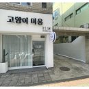 봄날냥 이미지