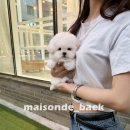 메종드퍼피 이미지