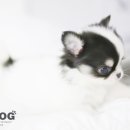 강아지 분양 프러포즈펫 이미지