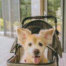 안덕디자인 | 제주 서귀포 숨은 천연기념물, 안덕계곡 상록수림 트래킹 (+ 테라로사커피 중문)