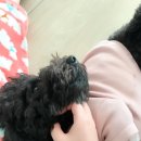 푸들민박 이미지