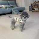 꼬마애견샵 | 창원 애견훈련소 강아지 방문교육 통해 짖음과 분리불안 하울링 교육한 후기
