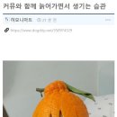 커뮤니티와 함께 늙어가면서 생기는 습관 이미지