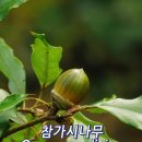 한국의 도토리 종류14가지 이미지