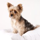 엘동물의료센터 이미지