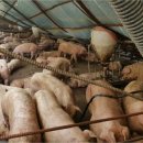 산정축산 이미지