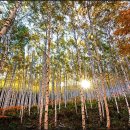 10월 29일 일요당일 - 원대리 자작나무 명품 숲 단풍 트레킹 안내 - 신청하기 이미지