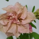 (주)하나마이 이미지