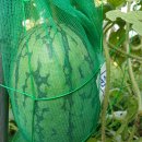 수박농사 이미지