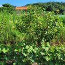 괴산고등학교 이미지