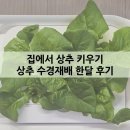 상추집 | 아파트 집에서 상추 키우기 수경재배 한달 후기