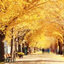 아산도심누리코스 | 충청권 가을 나들이 갈만한 곳 5선 총정리 (주말 가족·연인 추천)
