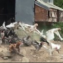 진안농장 티스토리