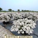 목하