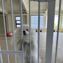 행복하댕 이미지