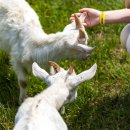 태백한우목장 이미지