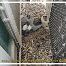 비둘기2길 이미지