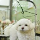 토토애견 이미지