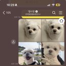 댕스윗 | 강아지케이크 강아지생일케이크 강아지수제케이크 너무 잘 먹은 후기 “댕스윗”