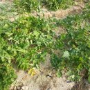 수지농장 이미지