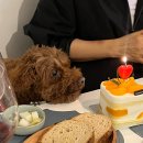 양지로92번길 | [경기/부천] 범박동 애견동반 가능 ‼️양식맛집 ‘레오스토랑’ 내돈내산 솔직후기