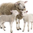 문성목장 이미지