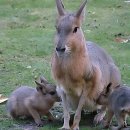 미아경희치과의원 | 스케일 대박! 미아역 코앞 찐 실력 치과 발견했잖아요