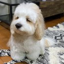 도그 애견미용실 이미지