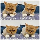 왔냥 또오개 이미지