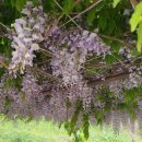 숲이좋아민박 이미지