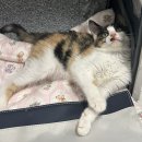 [입양홍보] 제가 삼색이라서 입양못가는거래요ㅠㅠ + 사진추가 (아직 가족찾고있어요) 이미지