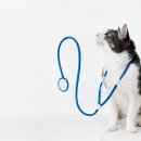 고덕 동물의료센터 이미지